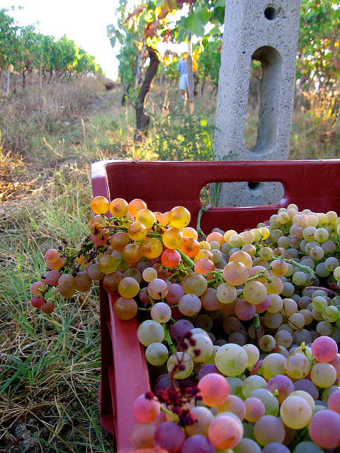 Vendemmia-Cassetta d'uva