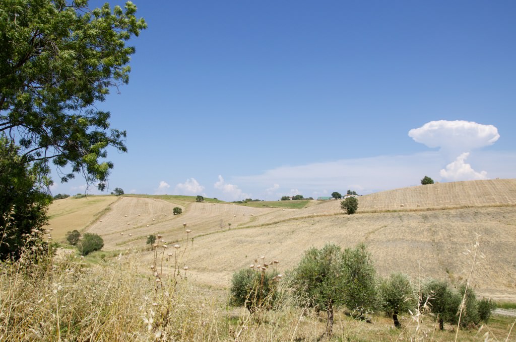 Panorama collinare e ulivi