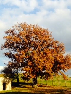 Albero autunnale della FAttoria La Maliosa