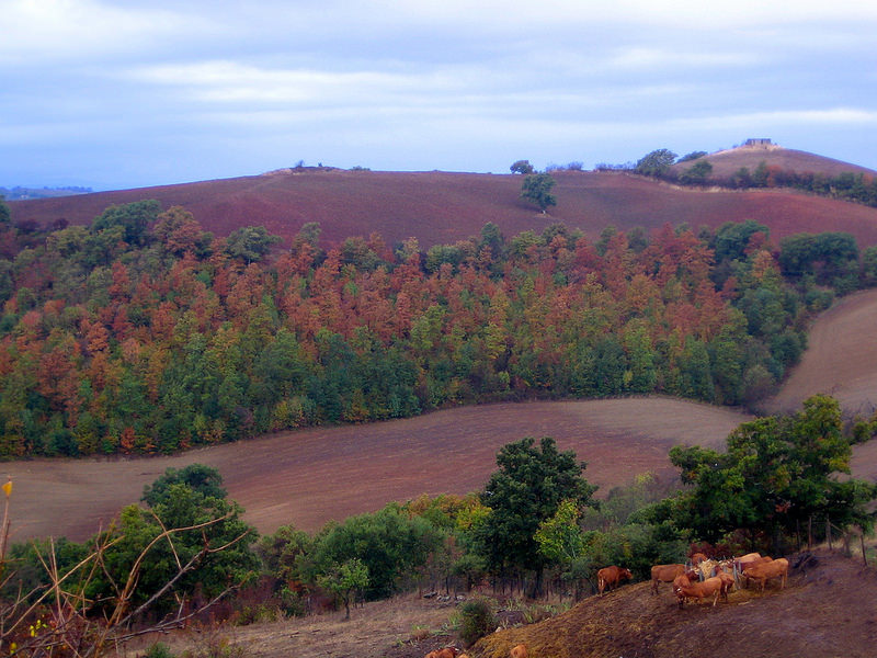 bosco autunnale