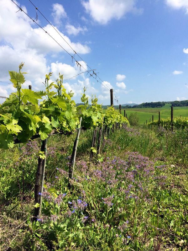 Filare vigneto e fiori di campo