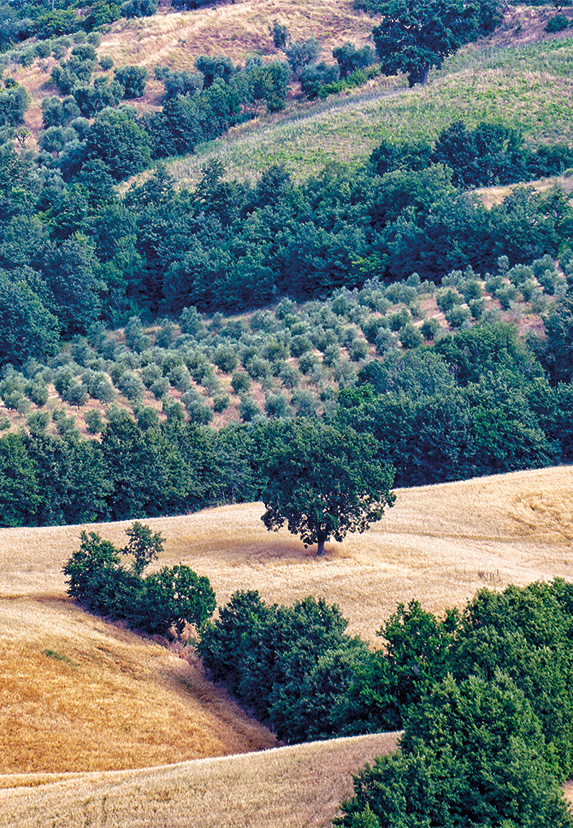 chisiamo-fattoria-la-maliosa-01